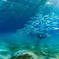 Podwodny świat Marsa Alam: ławica ryb i nurkowie. Choć nie widać tu rekinów, widok jest równie fascynujący.