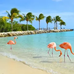 Różowe flamingi spacerują po płytkiej wodzie na plaży na aruba wyspa, z palmami w tle.