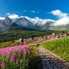 Kamienista ścieżka prowadzi przez kwiecistą łąkę do schroniska na Hali Gąsienicowej. W tle majestatyczne Tatry.