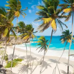 Rajskie plaże, palmy i turkusowe morze – idealne Barbados wakacje.