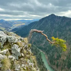Skalisty brzeg w górach Pieniny, z którego wyrasta samotne, powykręcane drzewo. W dole zielona rzeka i gęsto zalesione zbocza.