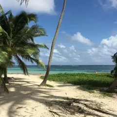 Rajska plaża na Martynice z palmami, białym piaskiem i turkusową wodą. W oddali widać kilka osób kąpiących się w oceanie.