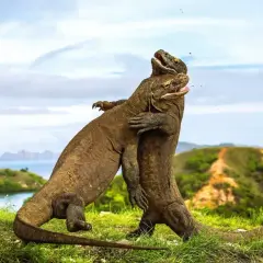 Dwa warany komodo walczą na trawiastym wzgórzu na wyspie w Indonezji.