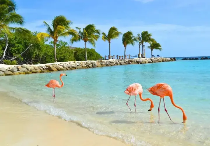 Różowe flamingi spacerują po płytkiej wodzie na plaży na aruba wyspa, z palmami w tle.