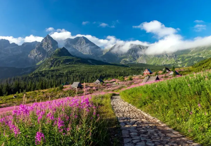 Kamienista ścieżka prowadzi przez kwiecistą łąkę do schroniska na Hali Gąsienicowej. W tle majestatyczne Tatry.