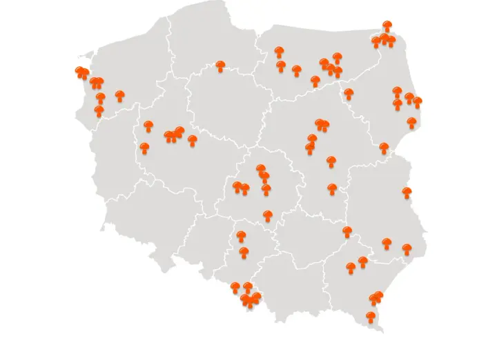 Mapa Polski z zaznaczonymi pomarańczowymi grzybami w różnych regionach.