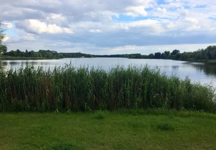 Spokojne jezioro z trzcinami na brzegu, idealne na letni budzyń.