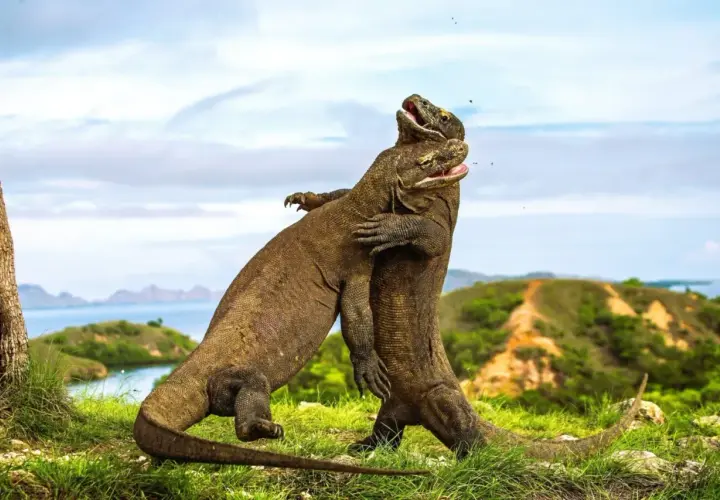 Dwa warany komodo walczą na trawiastym wzgórzu na wyspie w Indonezji.