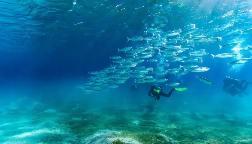 Podwodny świat Marsa Alam: ławica ryb i nurkowie. Choć nie widać tu rekinów, widok jest równie fascynujący.
