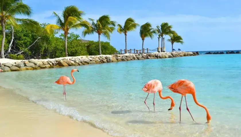Różowe flamingi spacerują po płytkiej wodzie na plaży na aruba wyspa, z palmami w tle.