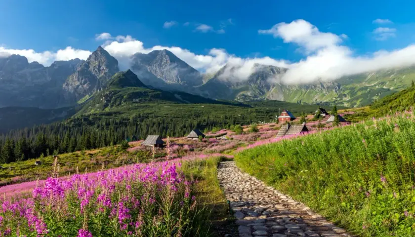 Kamienista ścieżka prowadzi przez kwiecistą łąkę do schroniska na Hali Gąsienicowej. W tle majestatyczne Tatry.