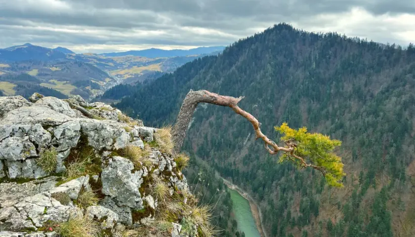 Skalisty brzeg w górach Pieniny, z którego wyrasta samotne, powykręcane drzewo. W dole zielona rzeka i gęsto zalesione zbocza.