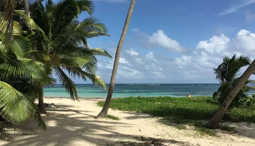 Rajska plaża na Martynice z palmami, białym piaskiem i turkusową wodą. W oddali widać kilka osób kąpiących się w oceanie.