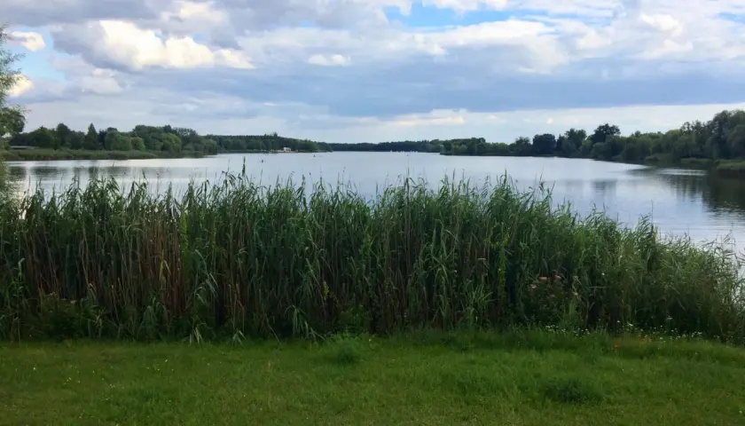 Spokojne jezioro z trzcinami na brzegu, idealne na letni budzyń.