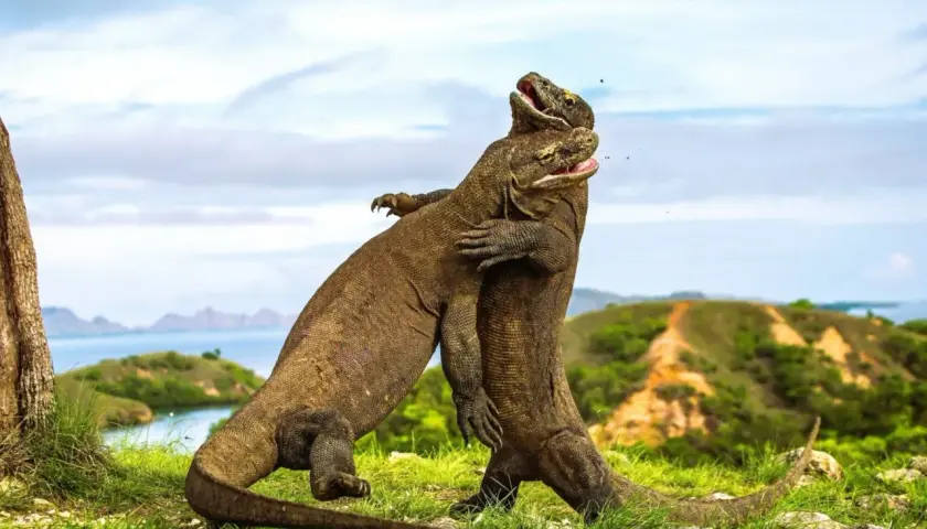 Dwa warany komodo walczą na trawiastym wzgórzu na wyspie w Indonezji.