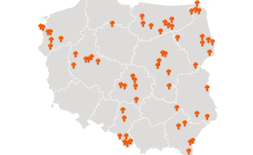 Gdzie na grzyby z noclegiem w Polsce? Odkryj najlepsze miejsca i porady!