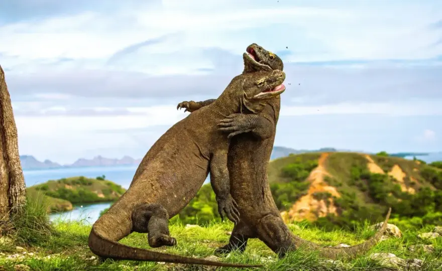 Wyspy Indonezji - Którą wybrać? Bali, Lombok, Komodo i więcej!