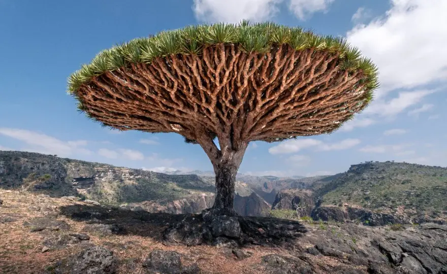 Socotra - Kiedy jechać, co zobaczyć i jak zaplanować podróż?