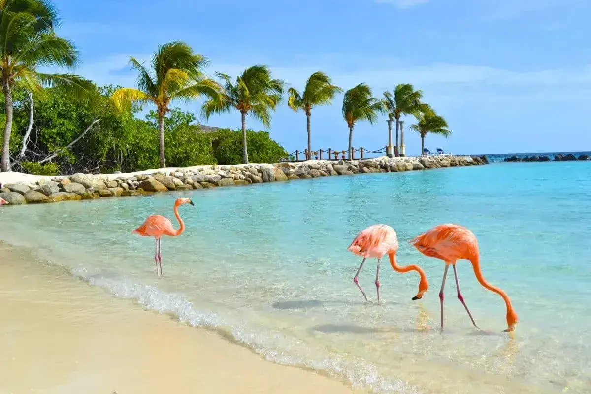 Różowe flamingi spacerują po płytkiej wodzie na plaży na aruba wyspa, z palmami w tle.