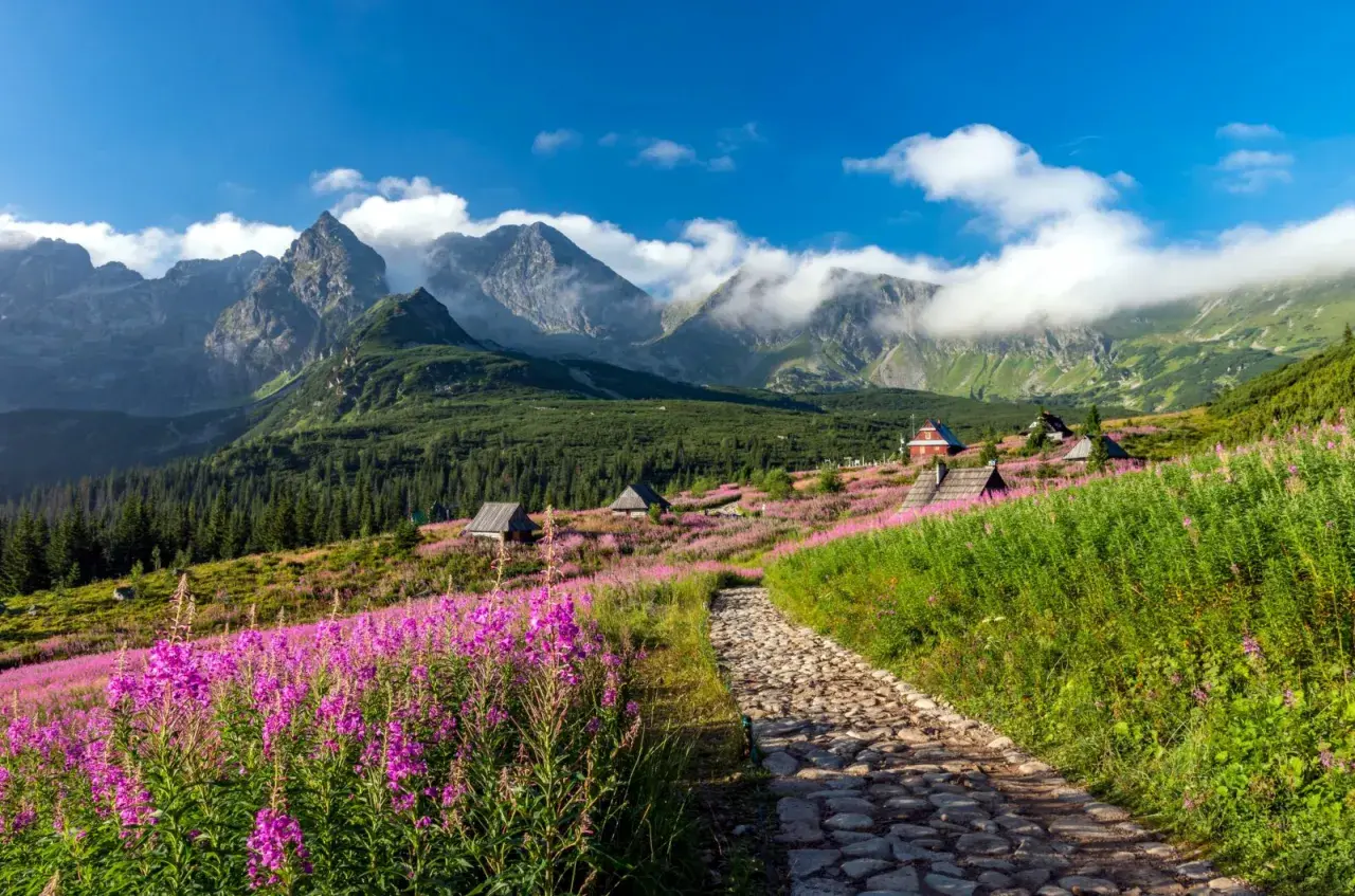 Kamienista ścieżka prowadzi przez kwiecistą łąkę do schroniska na Hali Gąsienicowej. W tle majestatyczne Tatry.