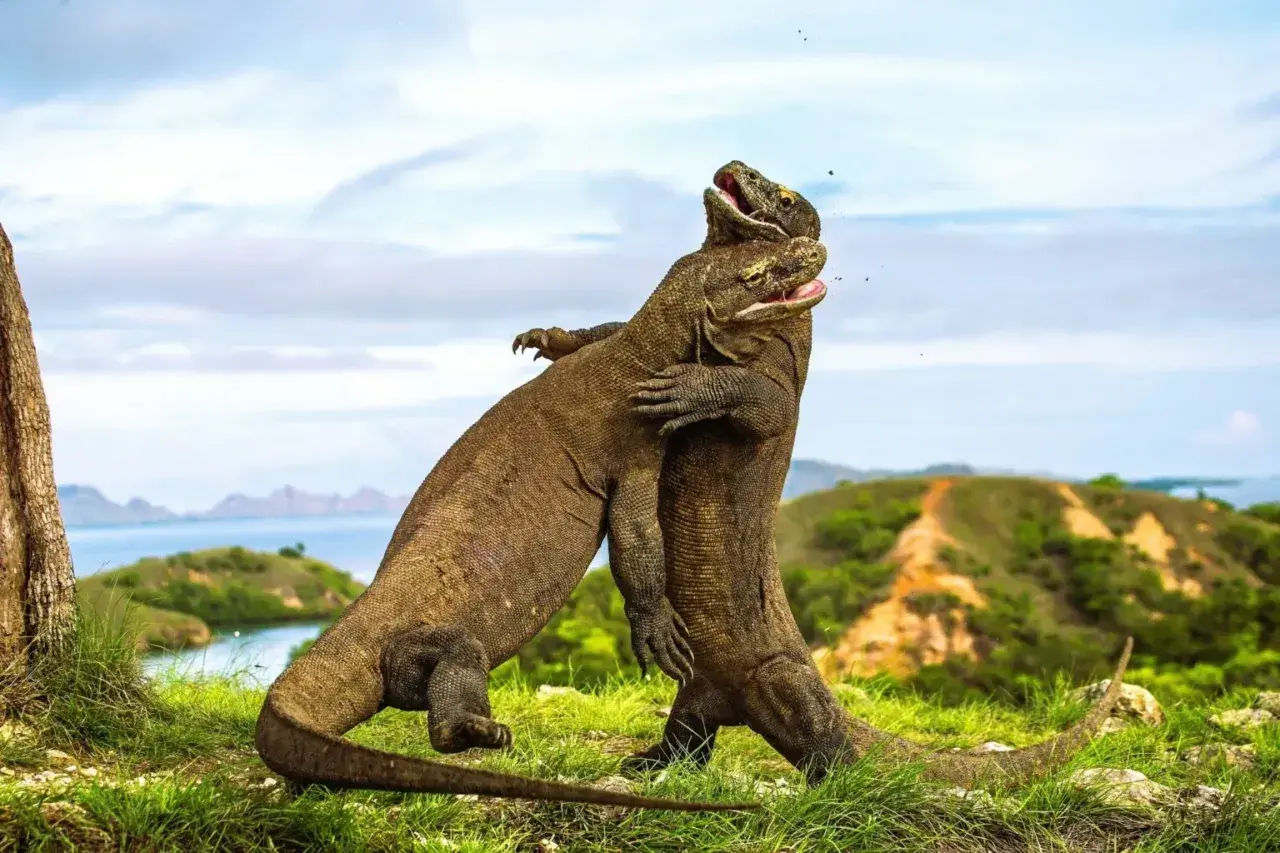 Dwa warany komodo walczą na trawiastym wzgórzu na wyspie w Indonezji.