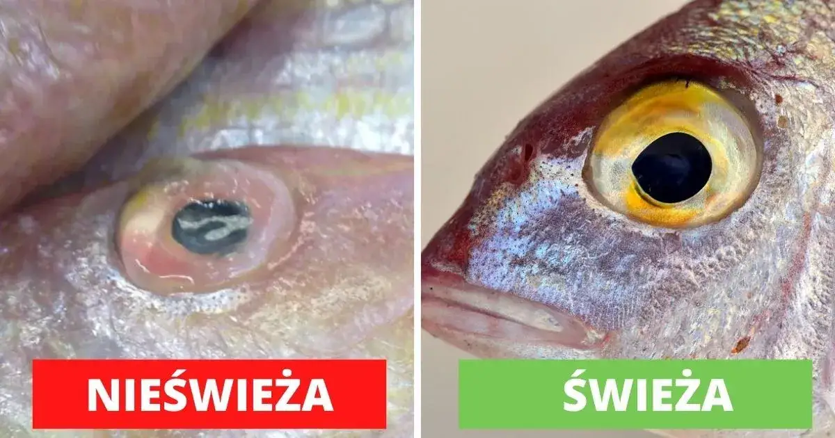 świeża ryba oczy skrzela