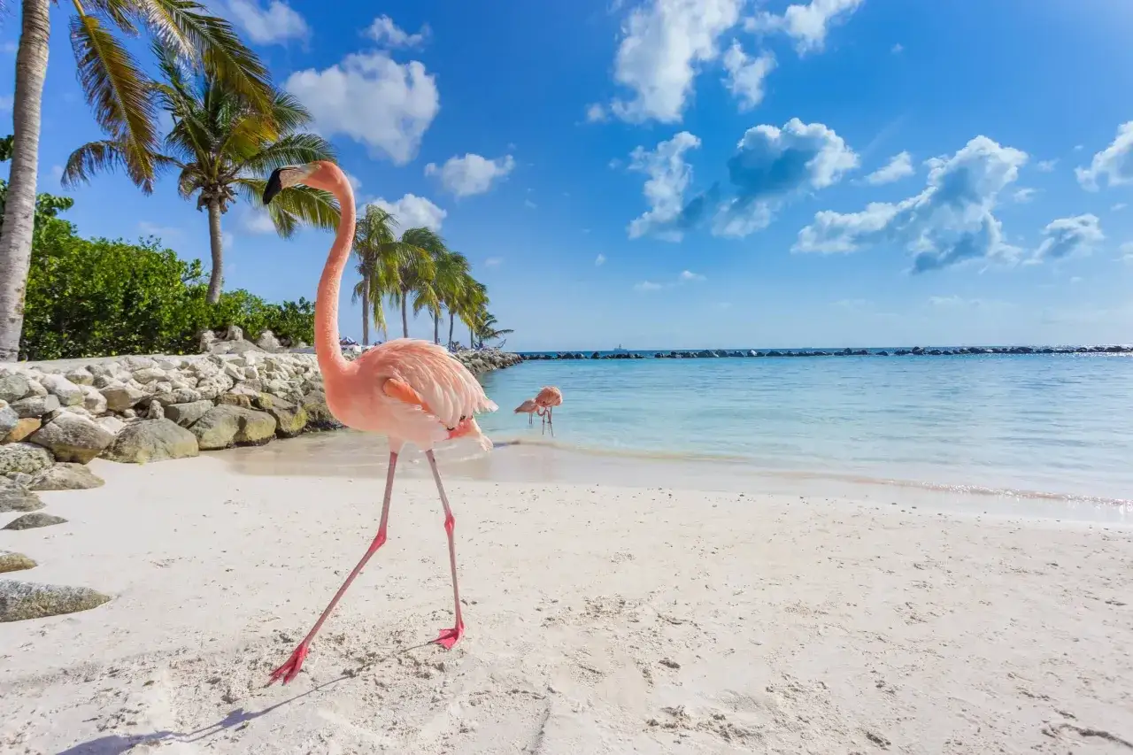 Różowe flamingi spacerują po piaszczystej plaży na wyspie Aruba. Palmy i turkusowe morze tworzą rajski krajobraz.