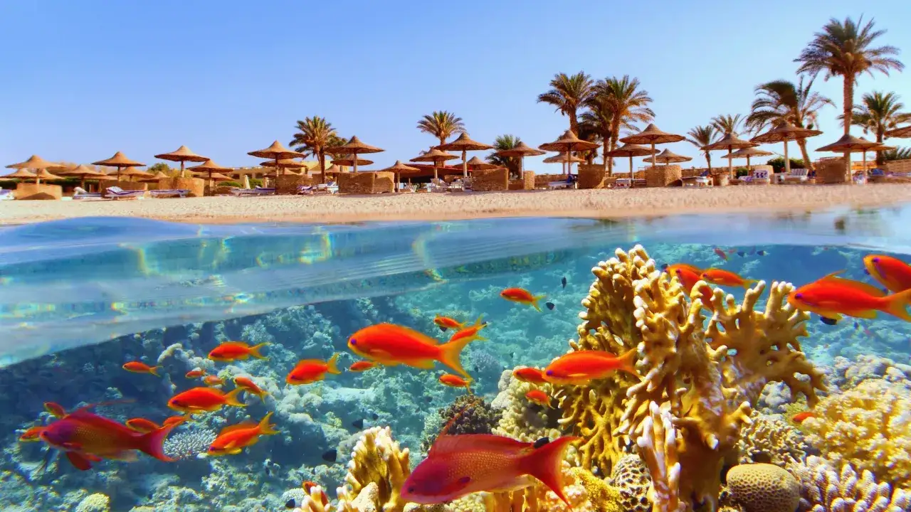 Rafy koralowe Marsa Alam podwodny świat